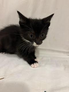 Enlarge Nutmeg, an adopted Domestic Short Hair in Portland, OR image 2/3
