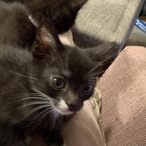 Enlarge Nutmeg, an adopted Domestic Short Hair in Portland, OR image 3/3