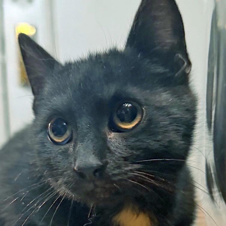 Bonboncito: adoption pending, Adoptable, Kitten Male Domestic Short Hair.