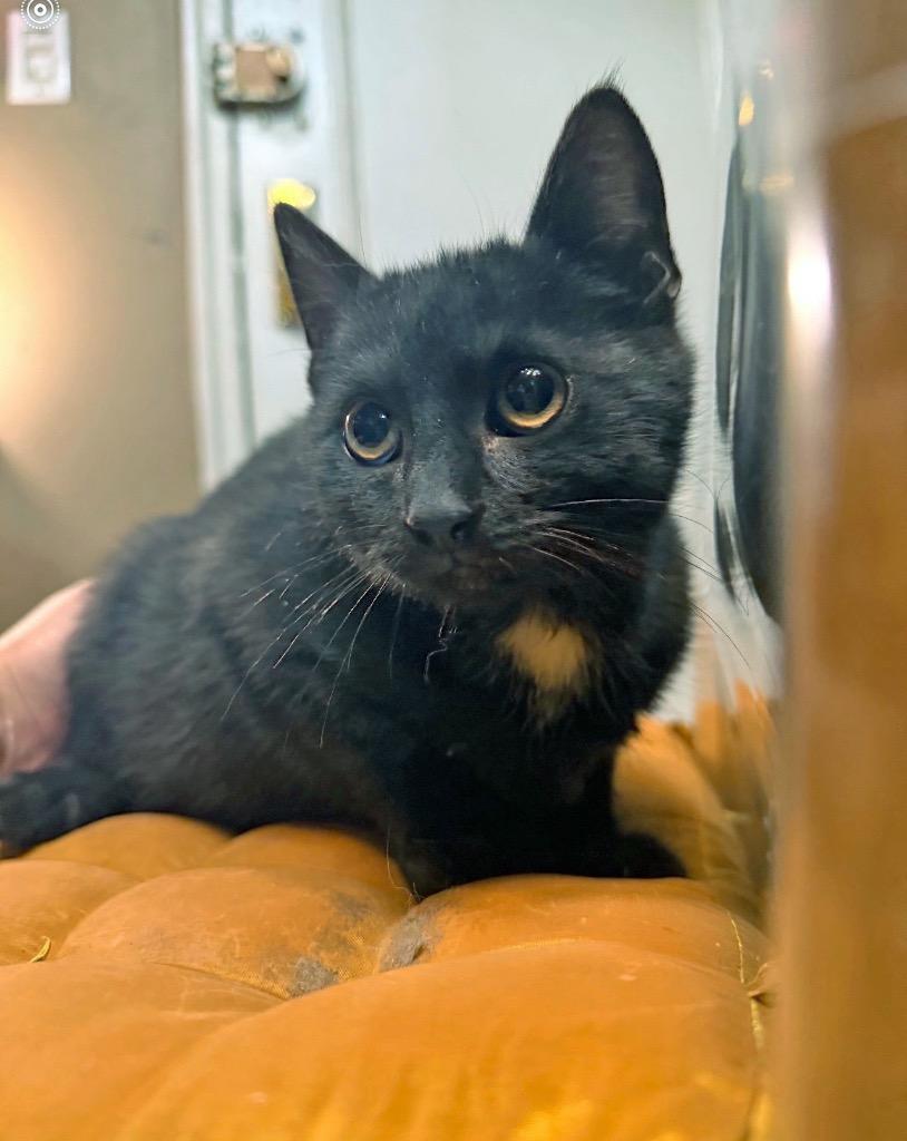 Enlarge Bonboncito: adoption pending, a Adoptable mixed breed in New York, NY image 2/3