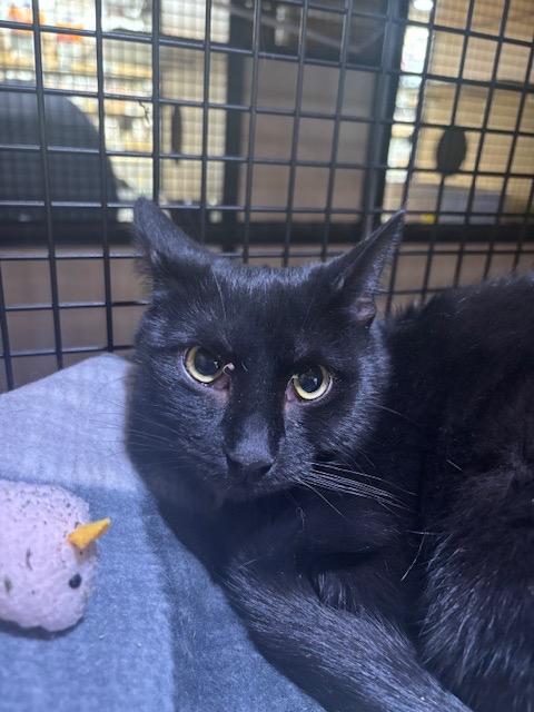 Enlarge Bonboncito: adoption pending, a Adoptable mixed breed in New York, NY image 3/3