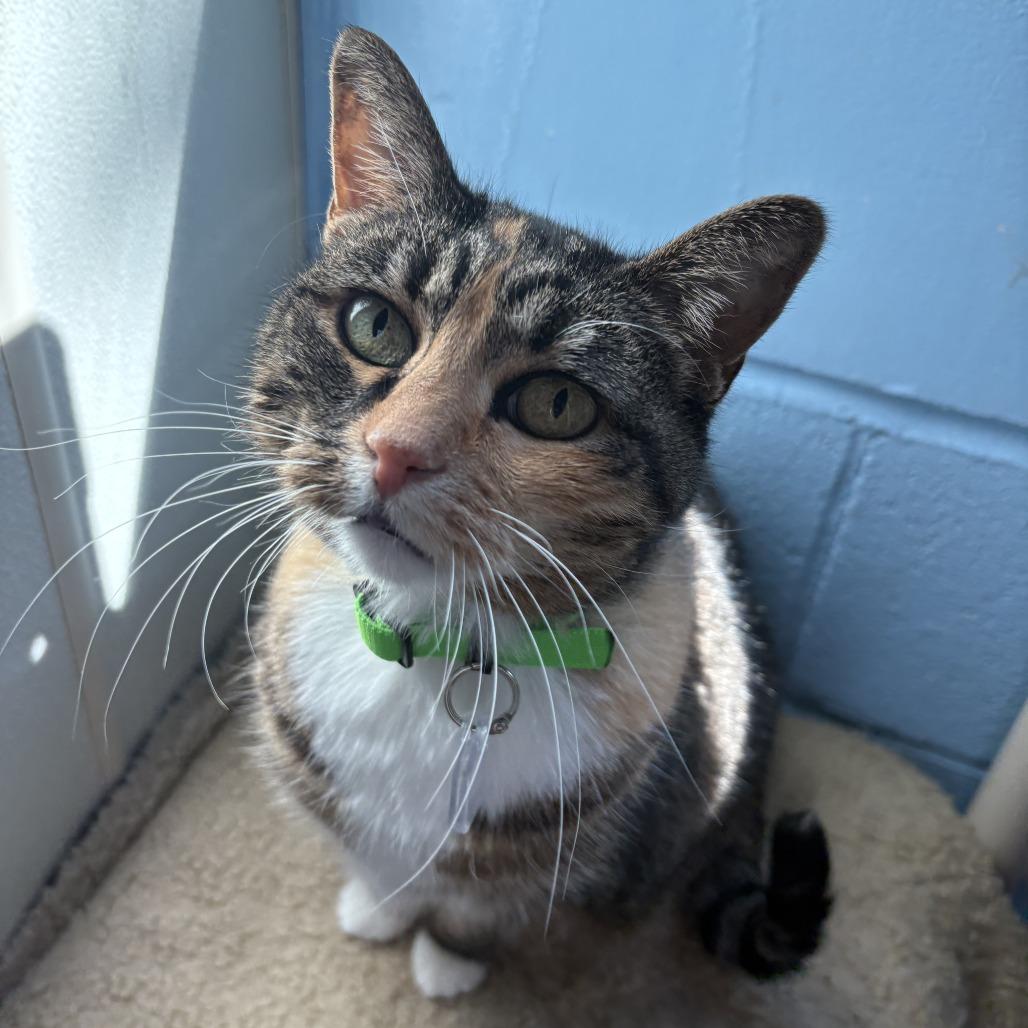 Pepper, Adoptable, Senior Female Domestic Short Hair.