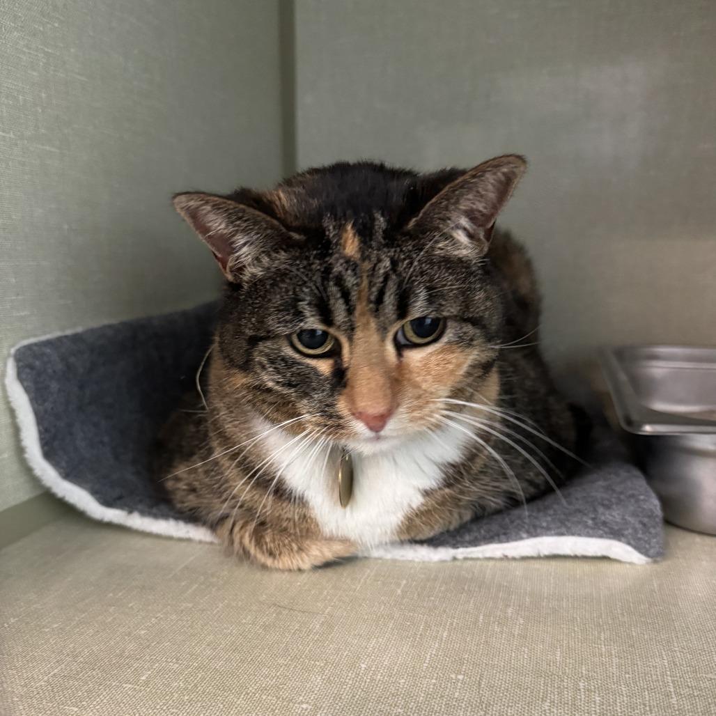 Enlarge Pepper, a Adoptable Domestic Short Hair in Evansville, IN image 2/4