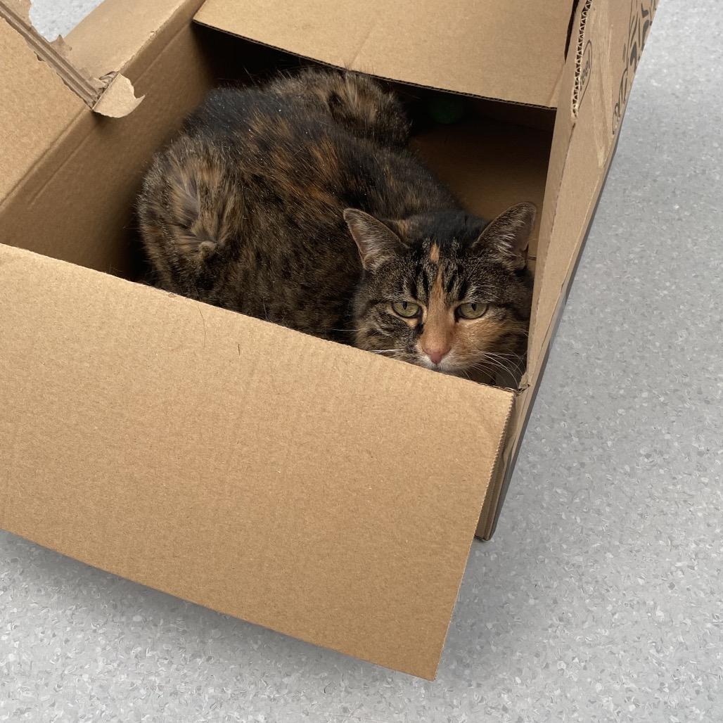 Enlarge Pepper, a Adoptable Domestic Short Hair in Evansville, IN image 3/4