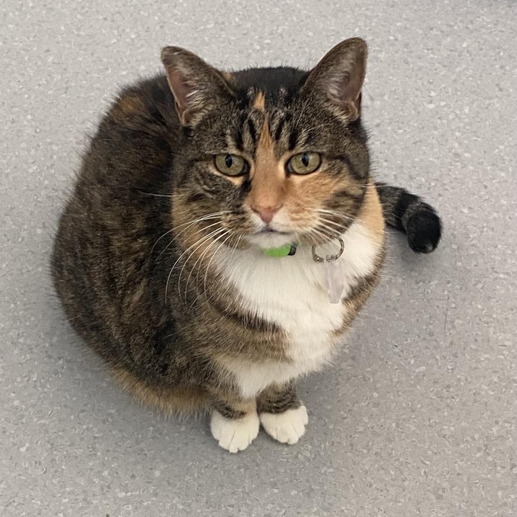 Enlarge Pepper, a Adoptable Domestic Short Hair in Evansville, IN image 4/4