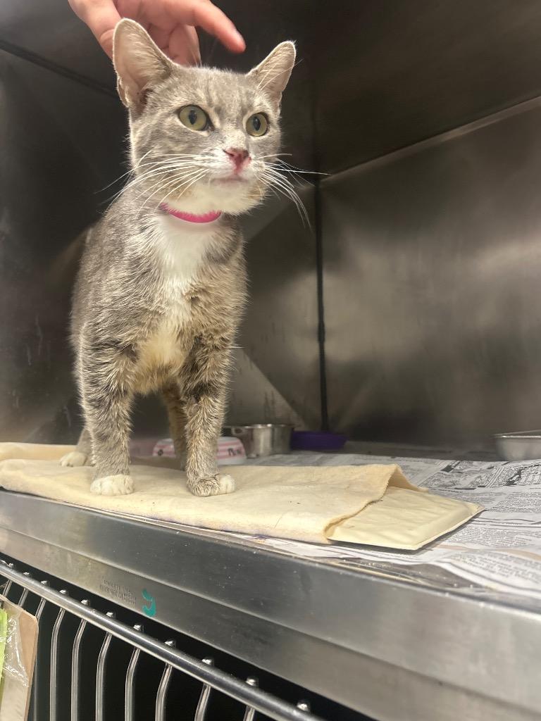 Granny, Adoptable, Adult Female Domestic Short Hair.