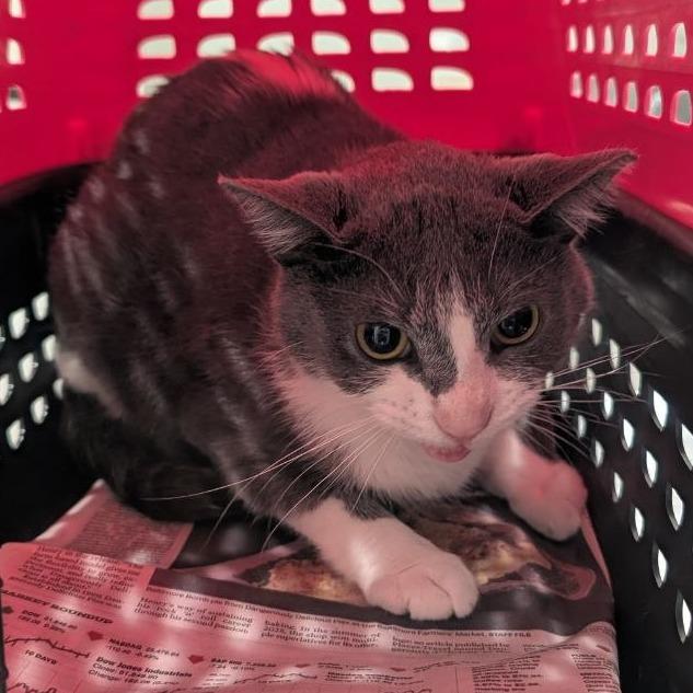 Enlarge Dory, a Adoptable Domestic Short Hair in Pikesville, MD image 1/6