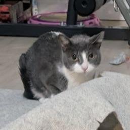 Enlarge Dory, a Adoptable Domestic Short Hair in Pikesville, MD image 2/6