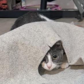 Enlarge Dory, a Adoptable Domestic Short Hair in Pikesville, MD image 3/6