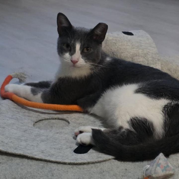 Enlarge Dory, a Adoptable Domestic Short Hair in Pikesville, MD image 4/6