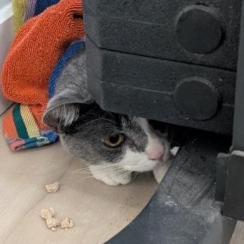 Enlarge Dory, a Adoptable Domestic Short Hair in Pikesville, MD image 5/6