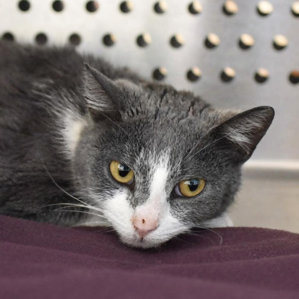 Dory, Adoptable, Young Female Domestic Short Hair.