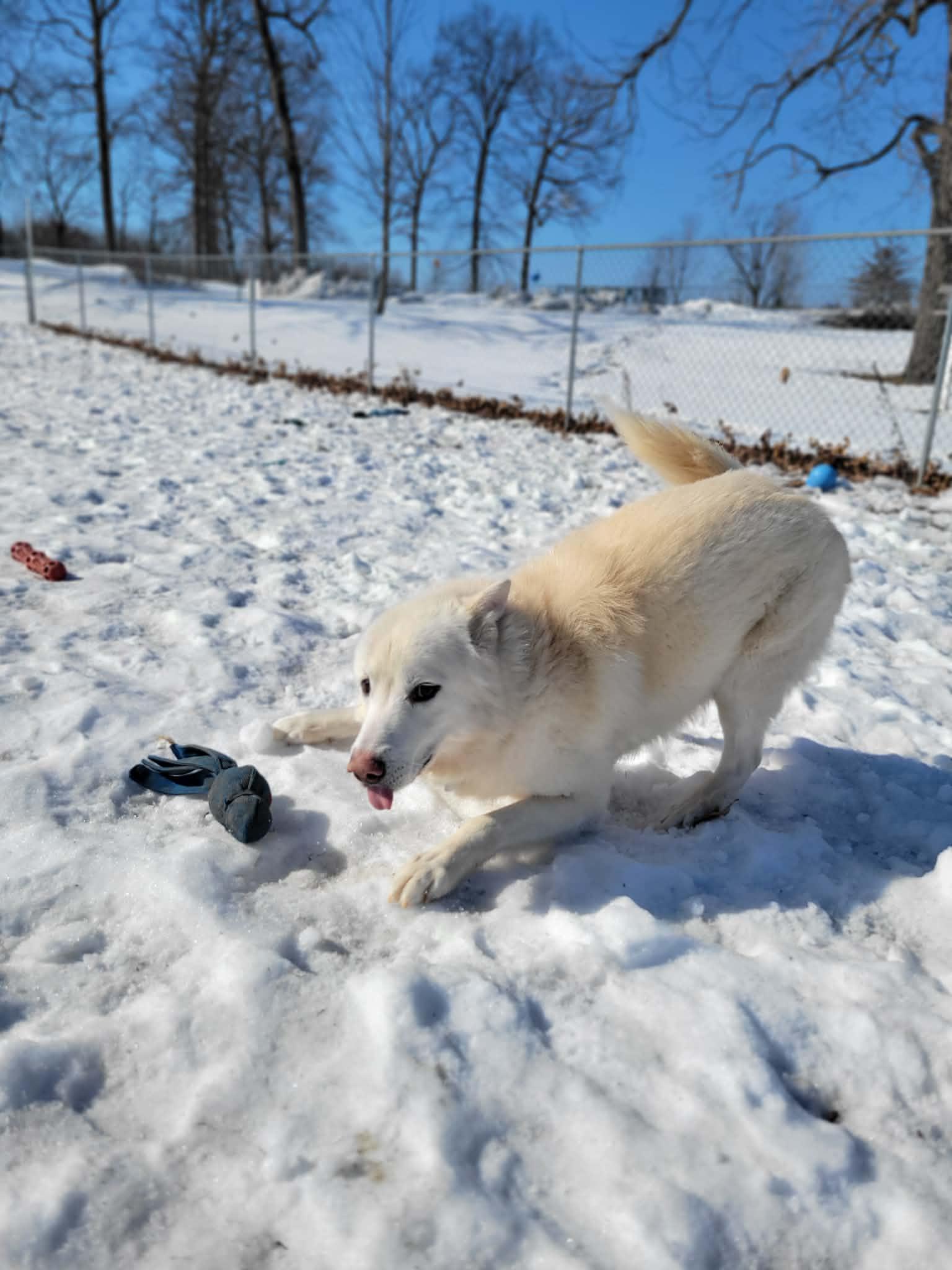 Enlarge Pooh Bear, an adoptable mixed breed in Chambersburg, PA image 1/2