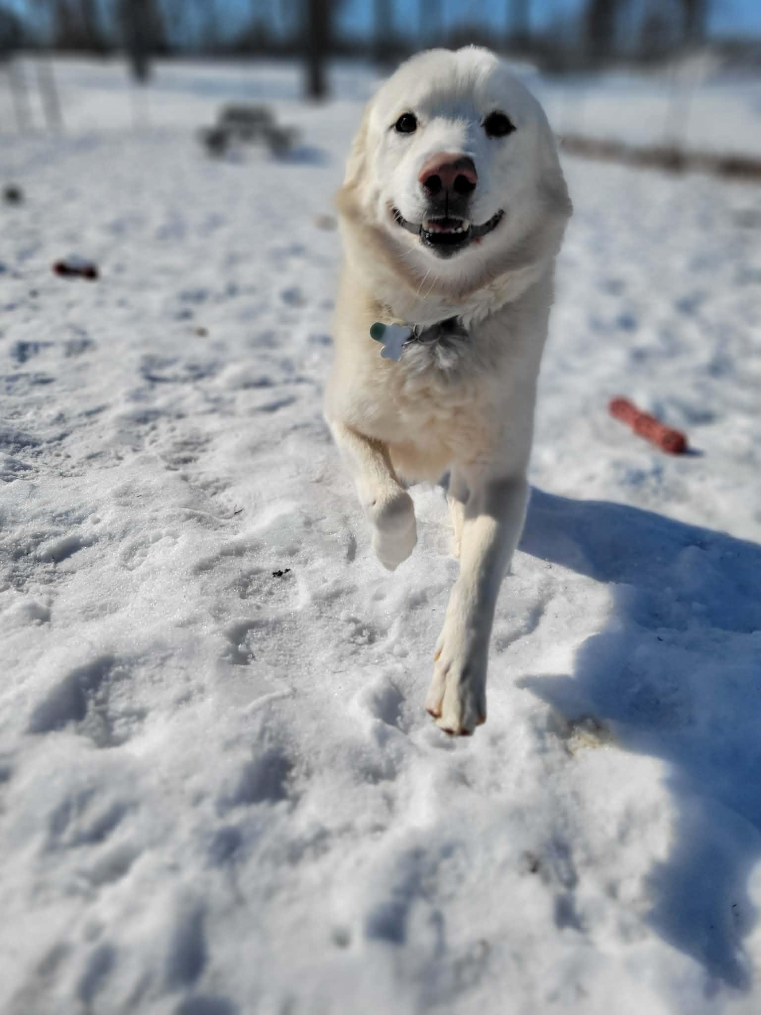 Enlarge Pooh Bear, an adoptable mixed breed in Chambersburg, PA image 2/2