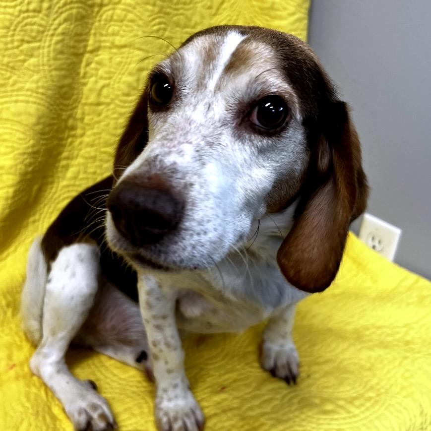 Freddy, Adoptable, Adult Male Beagle.