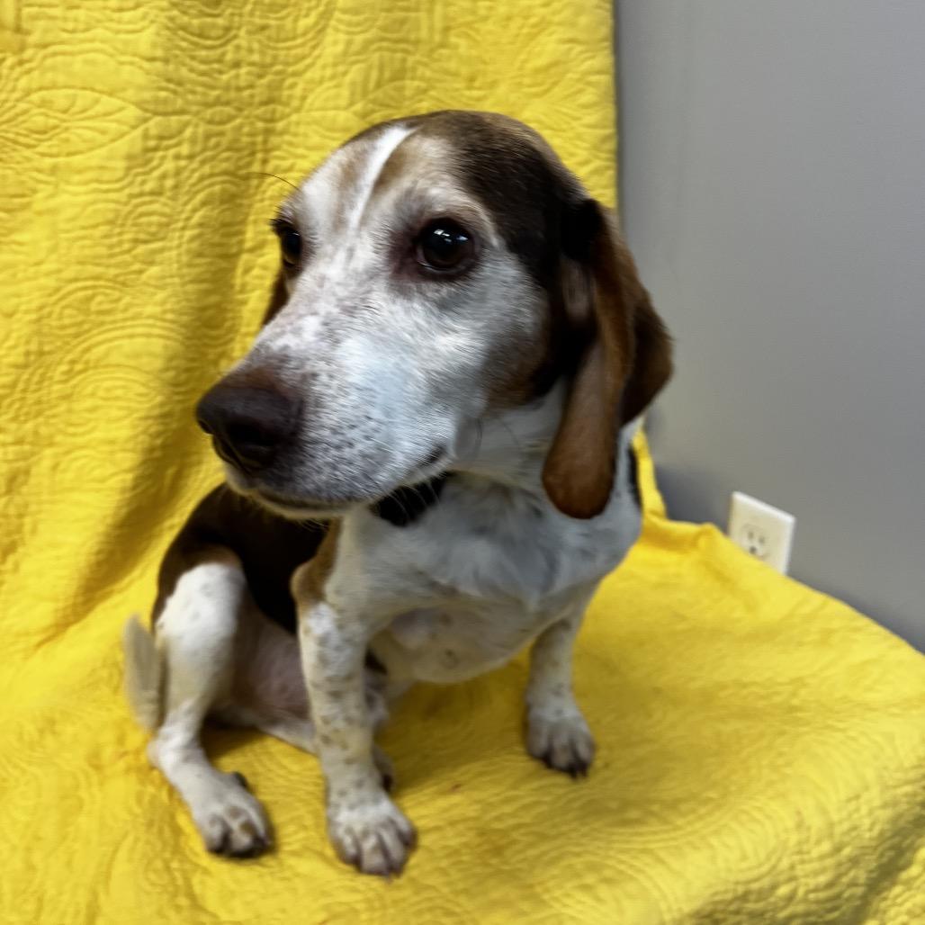 Enlarge Freddy, a Adoptable Beagle in Kokomo, IN image 2/6