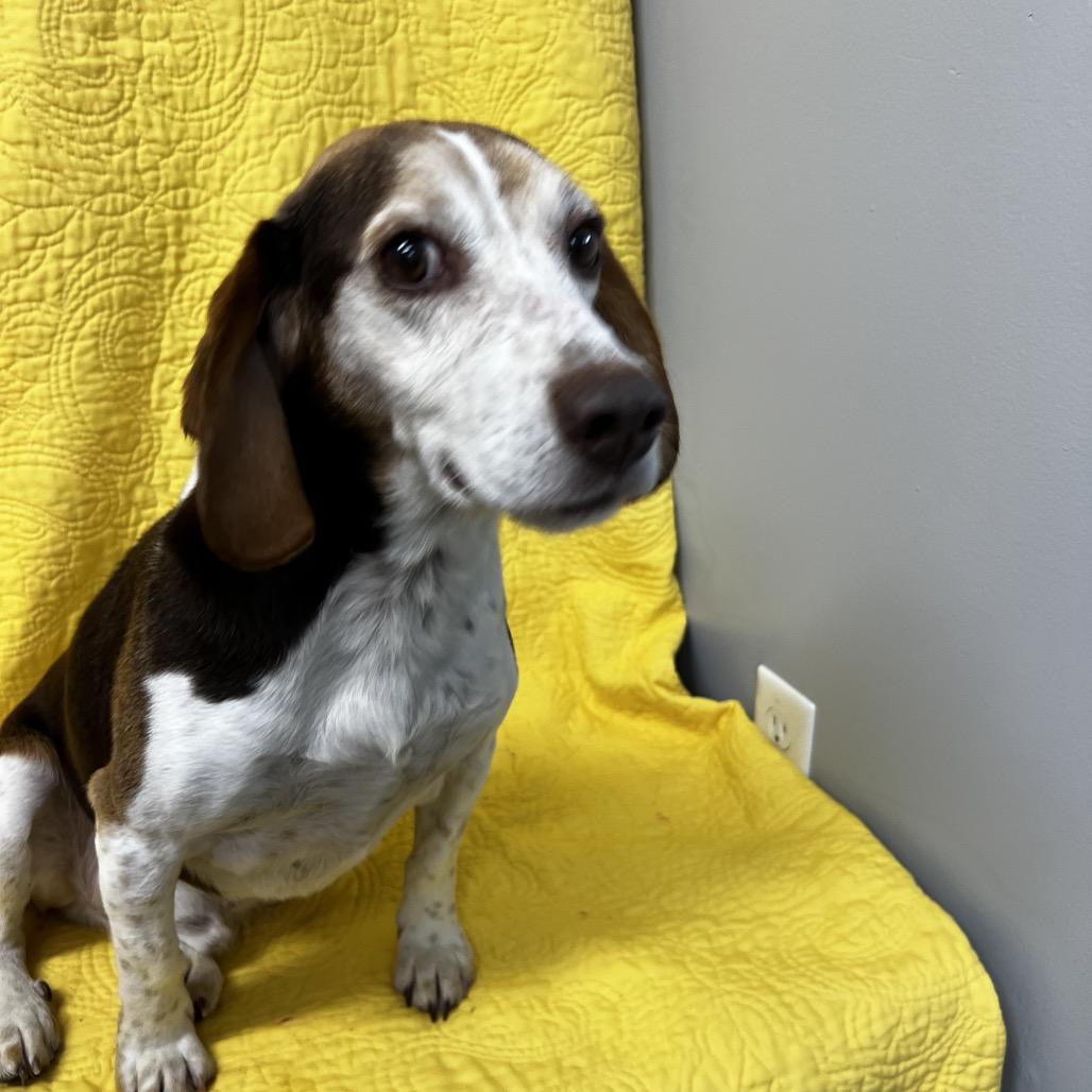 Enlarge Freddy, a Adoptable Beagle in Kokomo, IN image 3/6