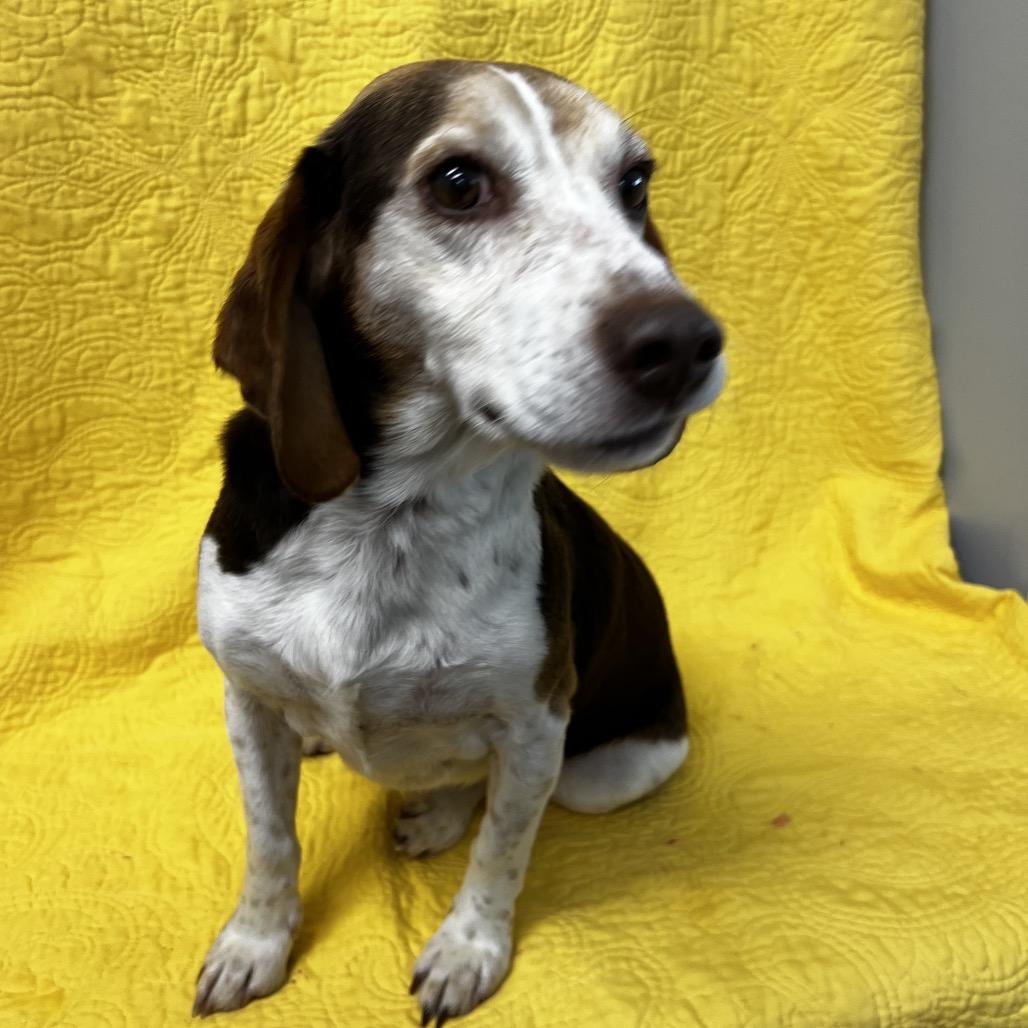 Enlarge Freddy, a Adoptable Beagle in Kokomo, IN image 4/6