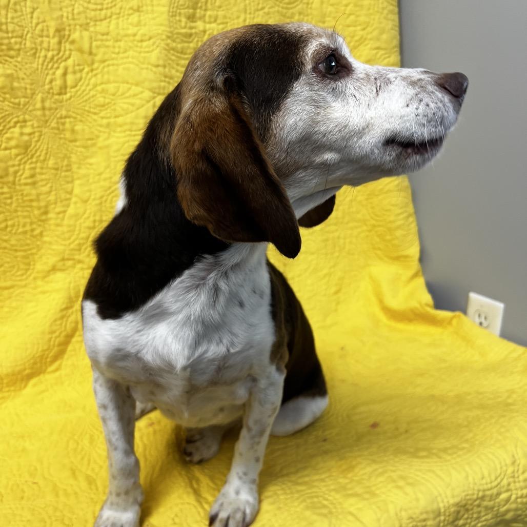 Enlarge Freddy, a Adoptable Beagle in Kokomo, IN image 5/6