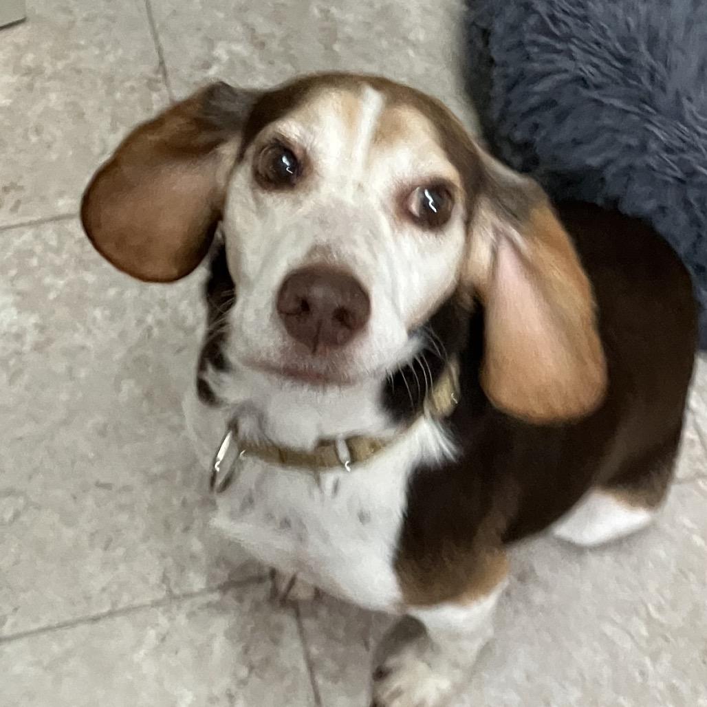 Enlarge Freddy, a Adoptable Beagle in Kokomo, IN image 6/6