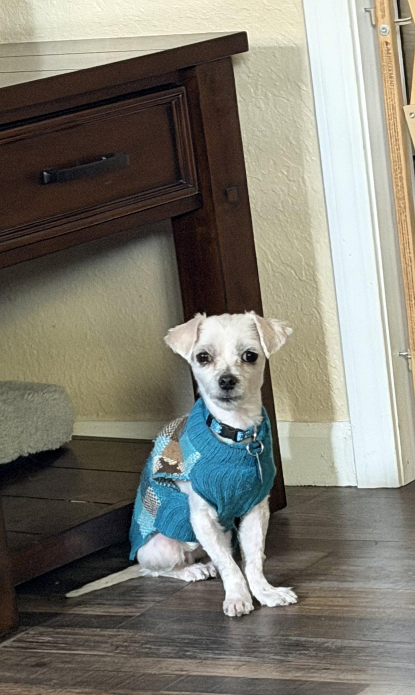 Mork, Adoptable, Adult Male Maltese.