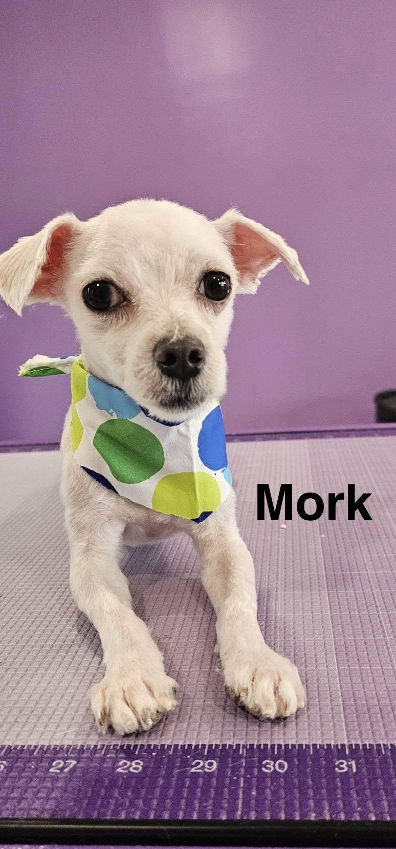 Mork, a Adoptable Maltese in Colorado Springs, CO image 2/2