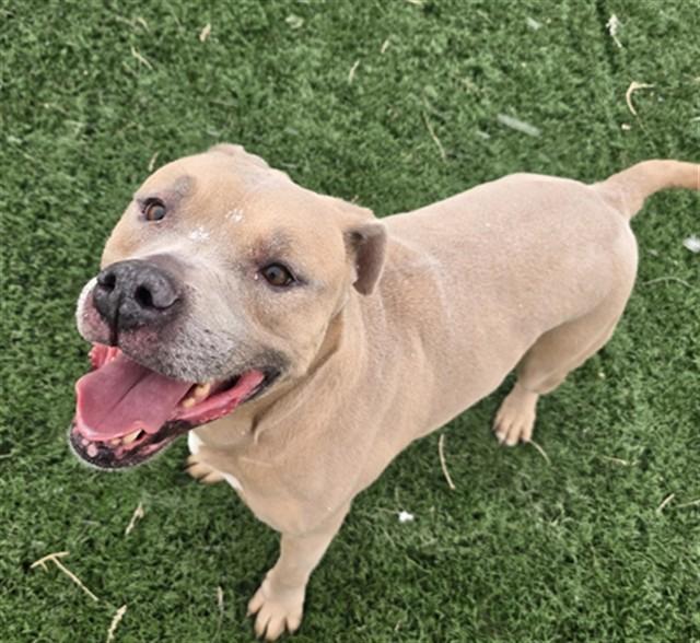 MELIODAS, Adoptable, Adult Male Pit Bull Terrier.
