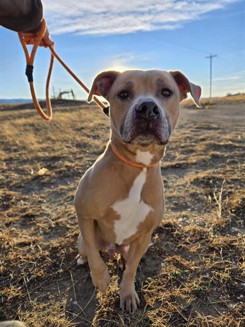 Enlarge MELIODAS, a Adoptable Pit Bull Terrier in Casper, WY image 1/1