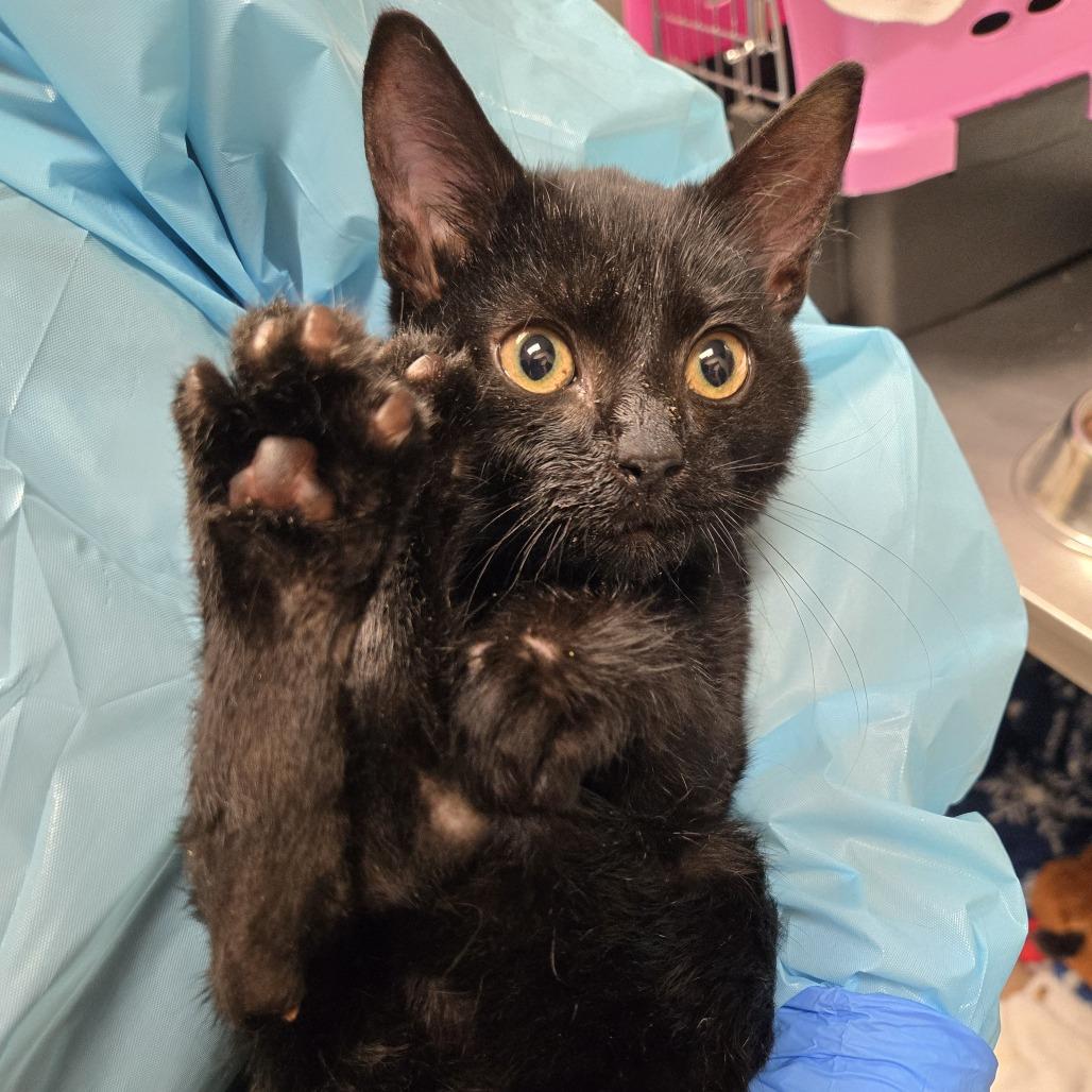 Cole, Adoptable, Young Male Domestic Short Hair.
