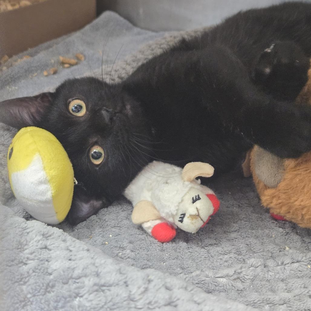 Enlarge Cole, a Adoptable Domestic Short Hair in Nashville, TN image 2/2
