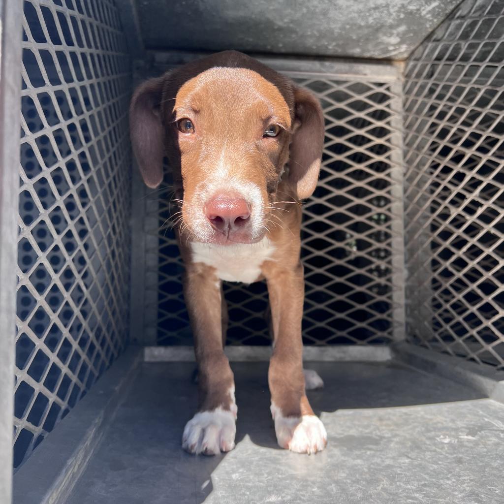 Enlarge Frito Pie, a Adoptable Pit Bull Terrier in Edinburg, TX image 1/4
