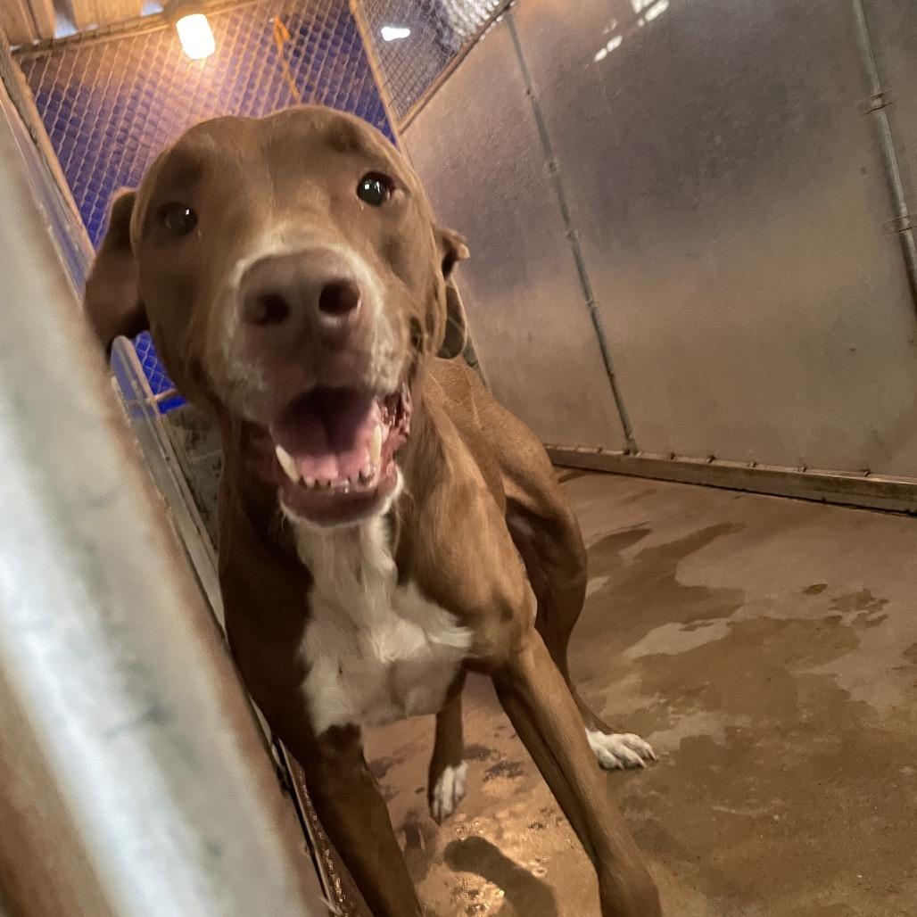 Enlarge Frito Pie, a Adoptable Pit Bull Terrier in Edinburg, TX image 2/4