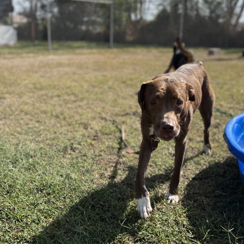 Enlarge Frito Pie, a Adoptable Pit Bull Terrier in Edinburg, TX image 3/4