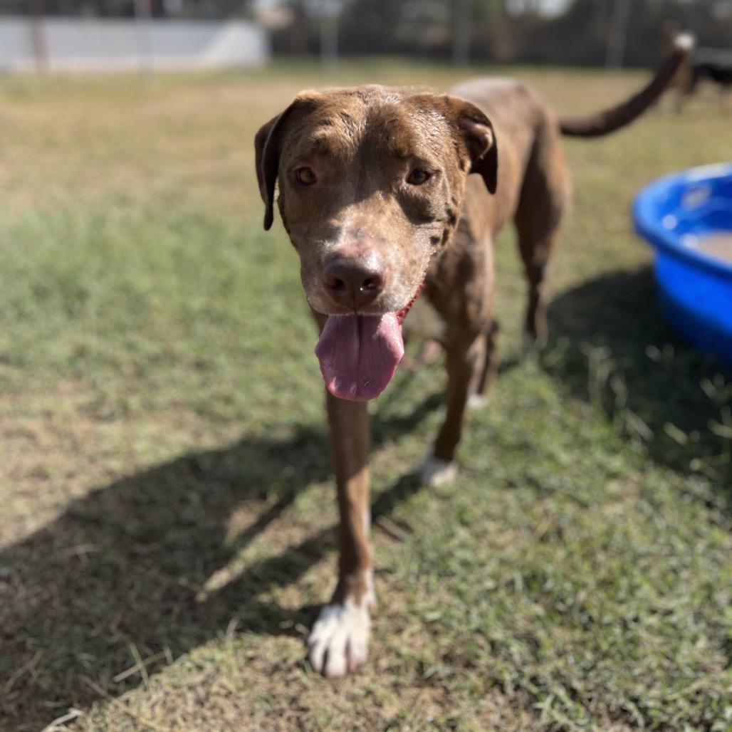 Enlarge Frito Pie, a Adoptable Pit Bull Terrier in Edinburg, TX image 4/4