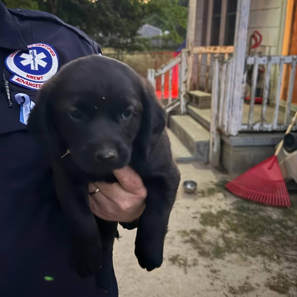 Coal, Adoptable, Puppy Male Mixed Breed.