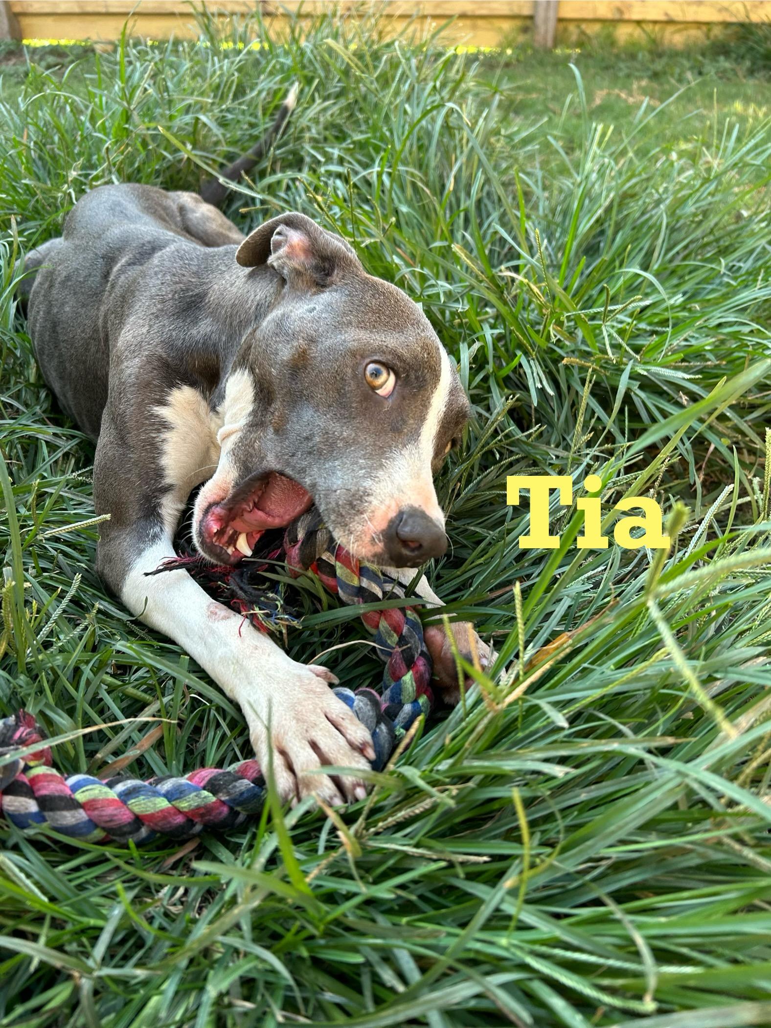 Tia 2
