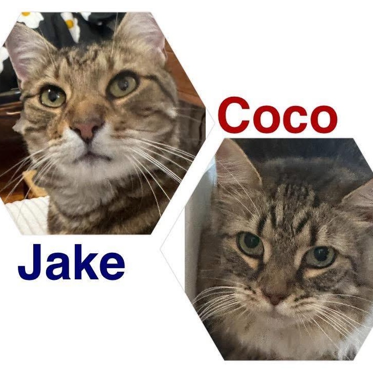 Coco & Jake thumbnail 2