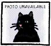 Tangerine, a Adoptable mixed breed in Great Falls, MT image 1/2