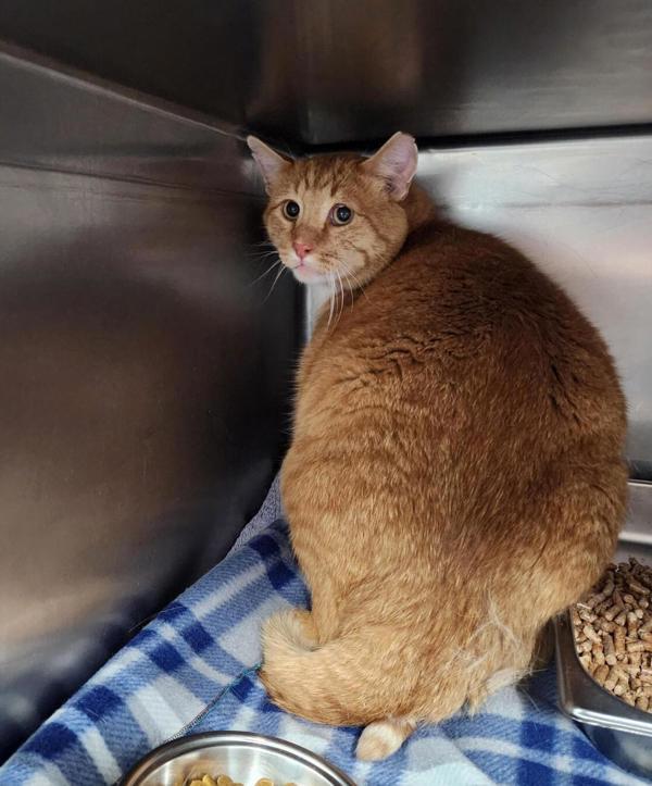 Tangerine, Adoptable, Adult Male Domestic Short Hair.