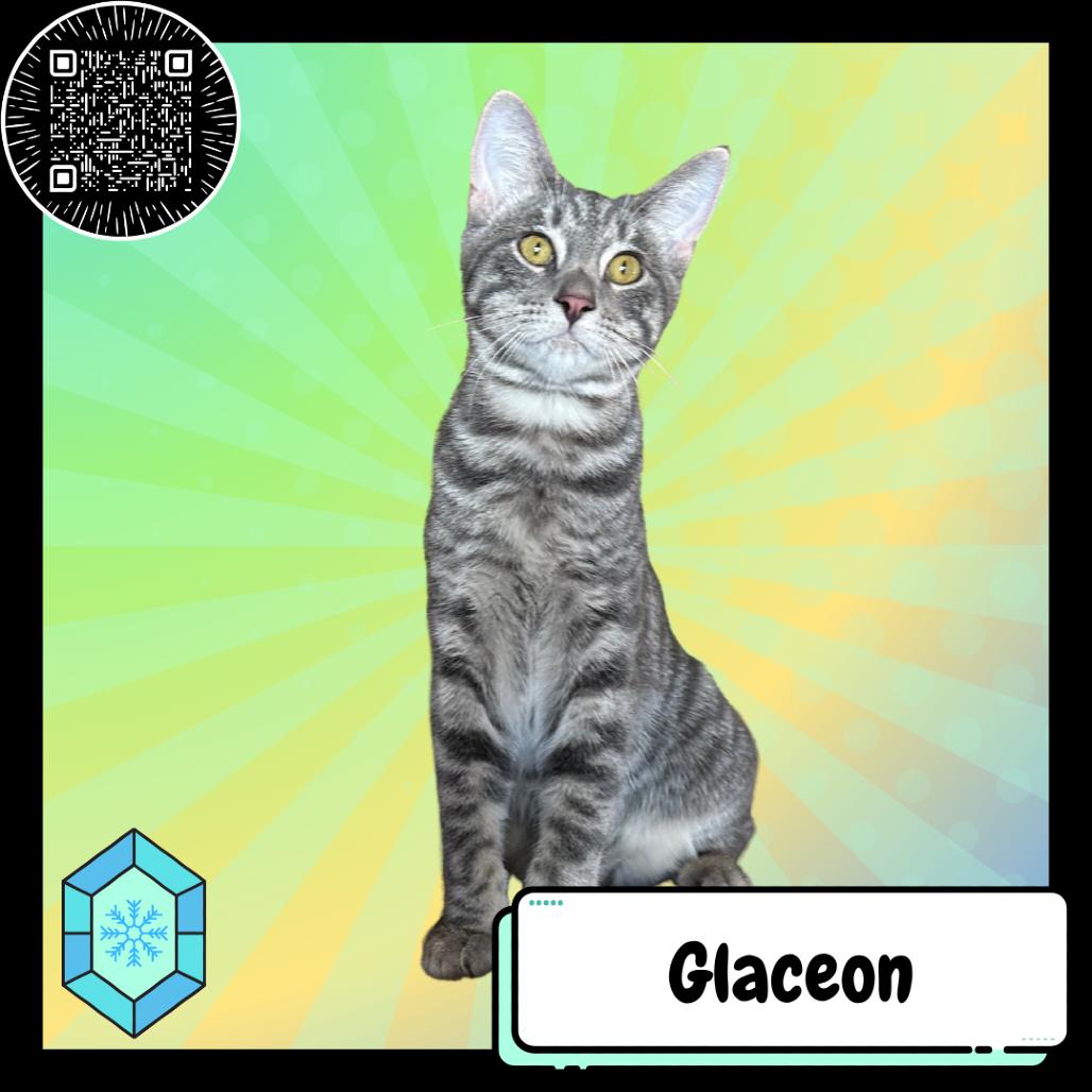 Glaceon, Adoptable, Young Male Domestic Short Hair.