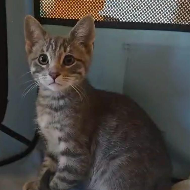 Glaceon, Adoptable, Young Male Domestic Short Hair.