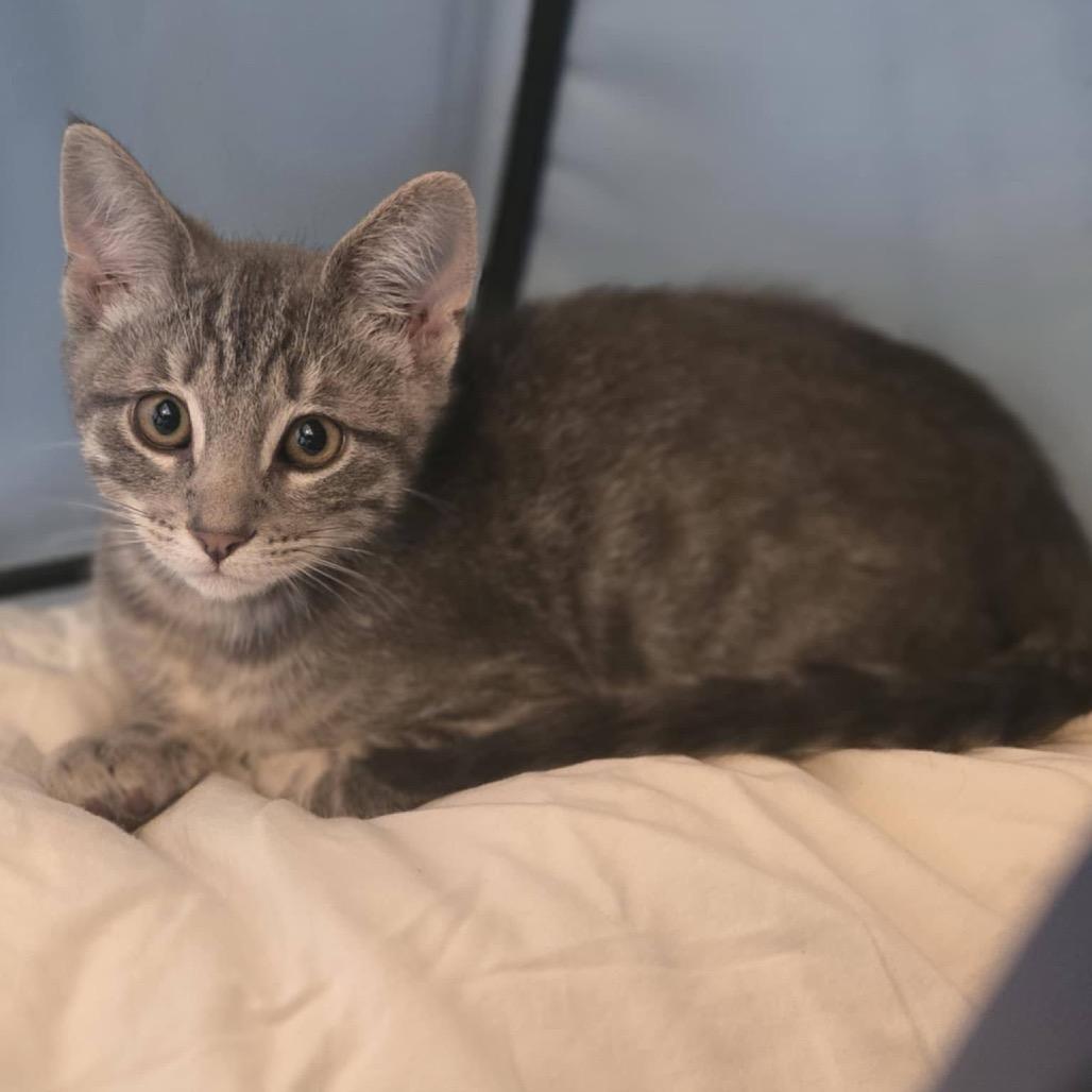 Glaceon, a Adoptable Domestic Short Hair in Suisun City, CA image 2/5