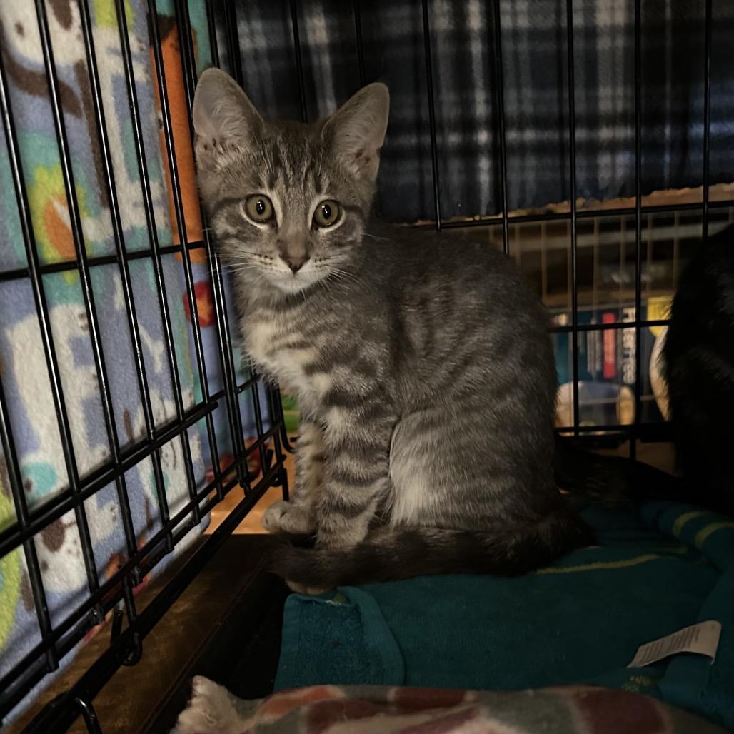 Glaceon, a Adoptable Domestic Short Hair in Suisun City, CA image 5/5