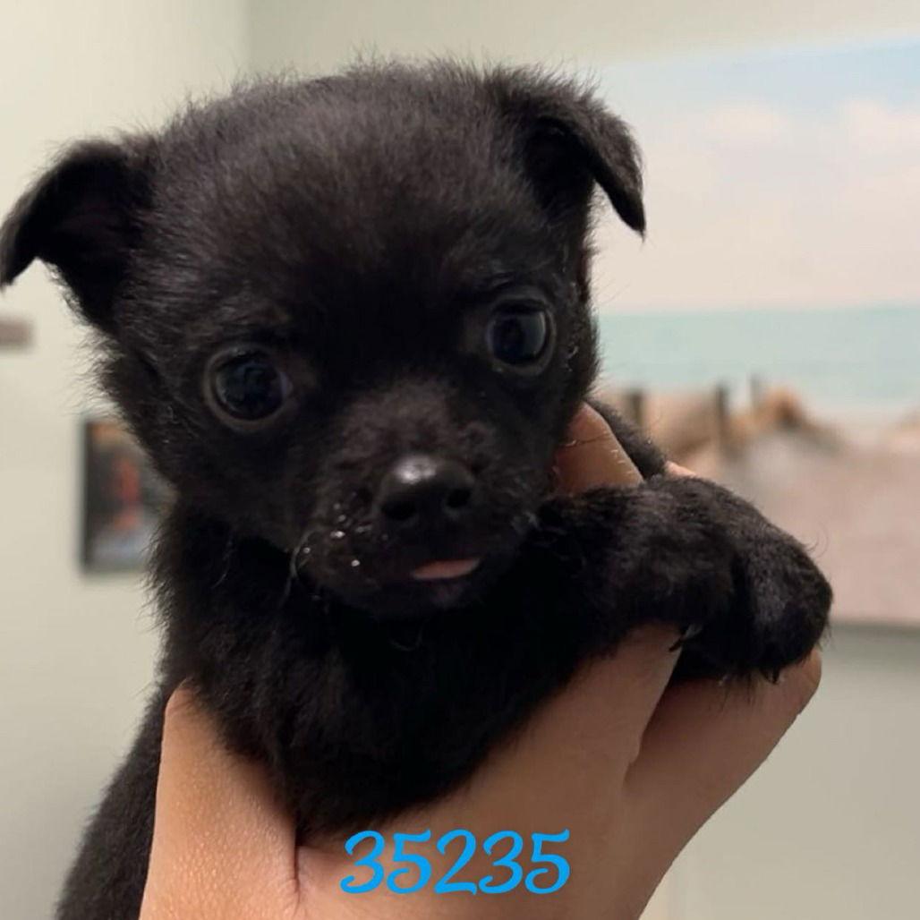 Chuckles, Adoptable, Young Male Chihuahua & Pug.