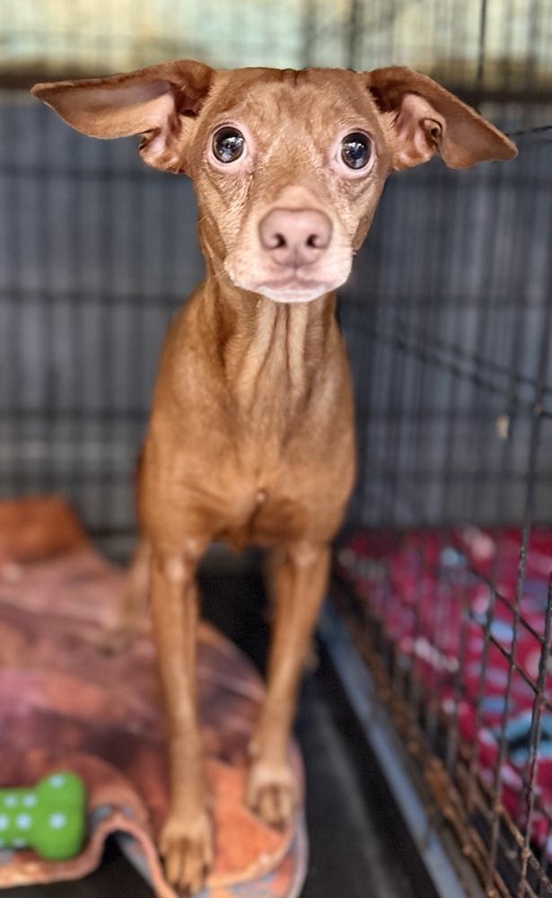 Enlarge Braylee, a Adoptable mixed breed in Muskegon, MI image 1/1