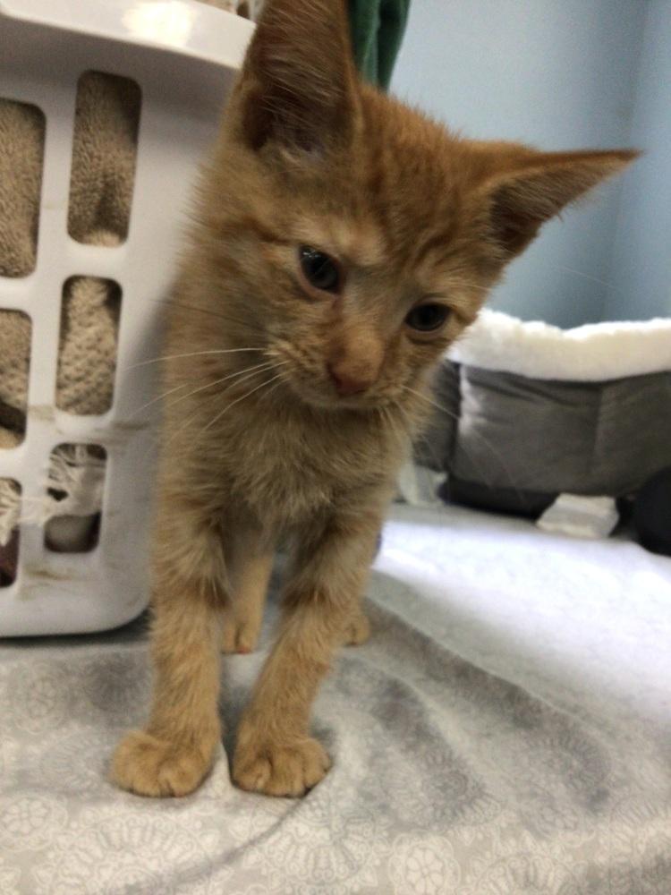 Enlarge Nick, a Adoptable Domestic Short Hair in Logansport , IN image 1/1