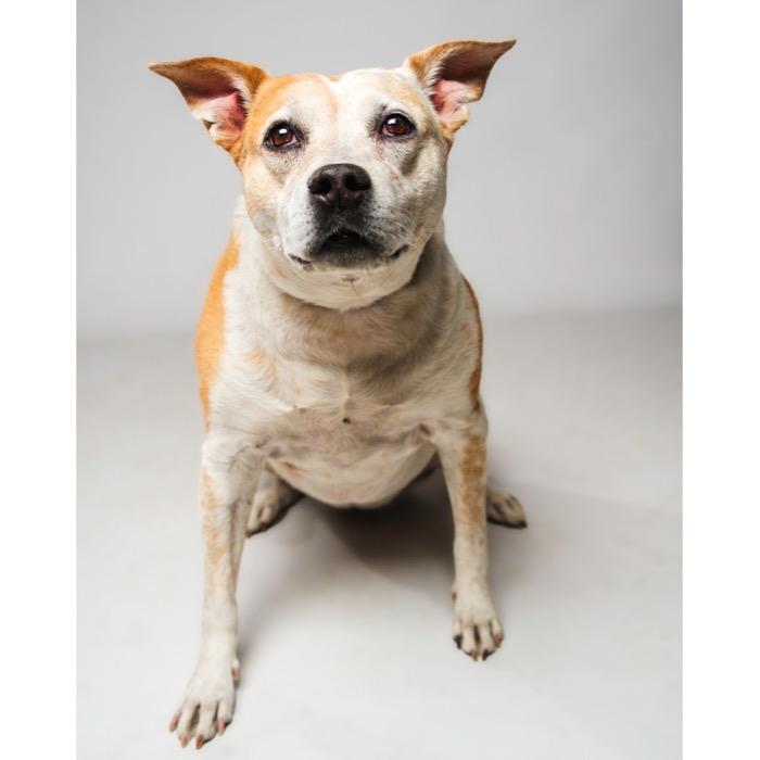 Enlarge Sophie, a Adoptable Mixed Breed in Riverside, CA image 3/4