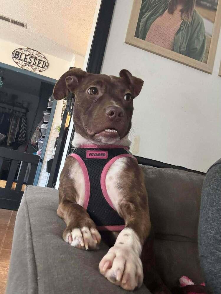 Pepper Crew - Cayenne, Adoptable, Puppy Female Flat-Coated Retriever & Staffordshire Bull Terrier.