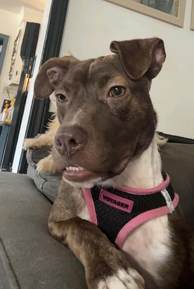 Pepper Crew - Cayenne, a Adoptable mixed breed in Sumter, SC image 2/6