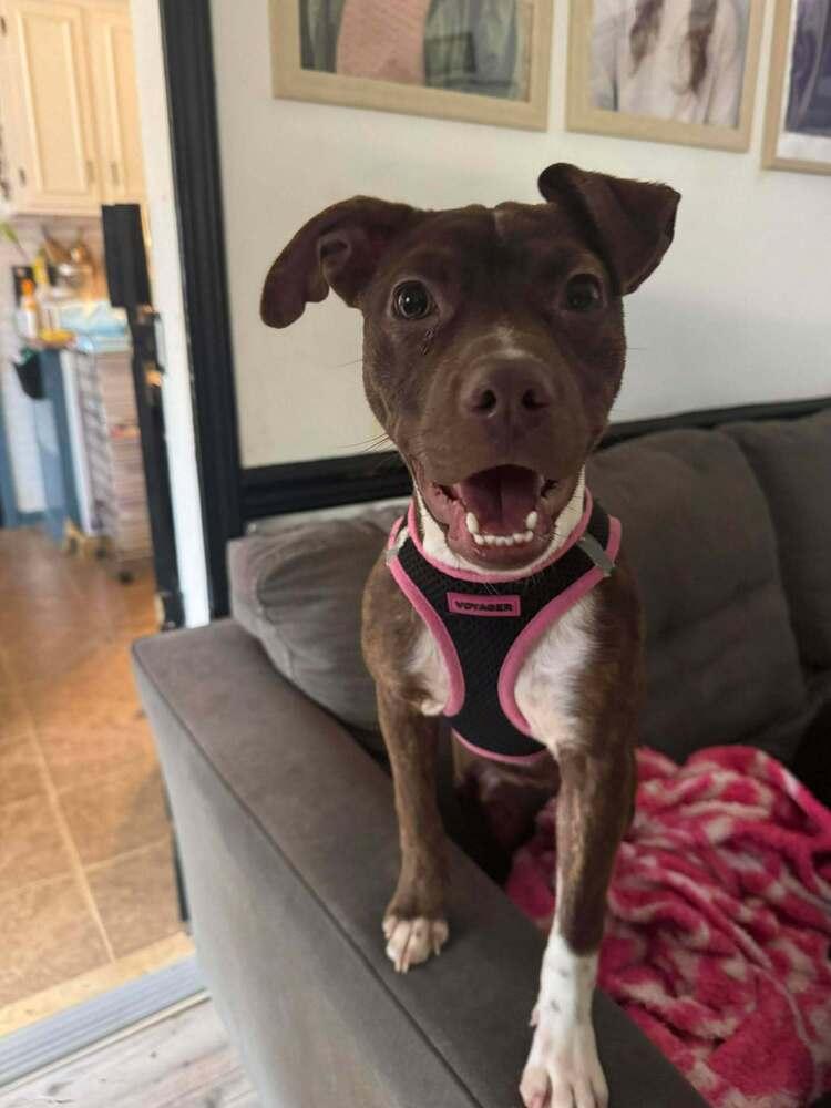 Pepper Crew - Cayenne, a Adoptable mixed breed in Sumter, SC image 3/6